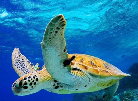 small-turtle